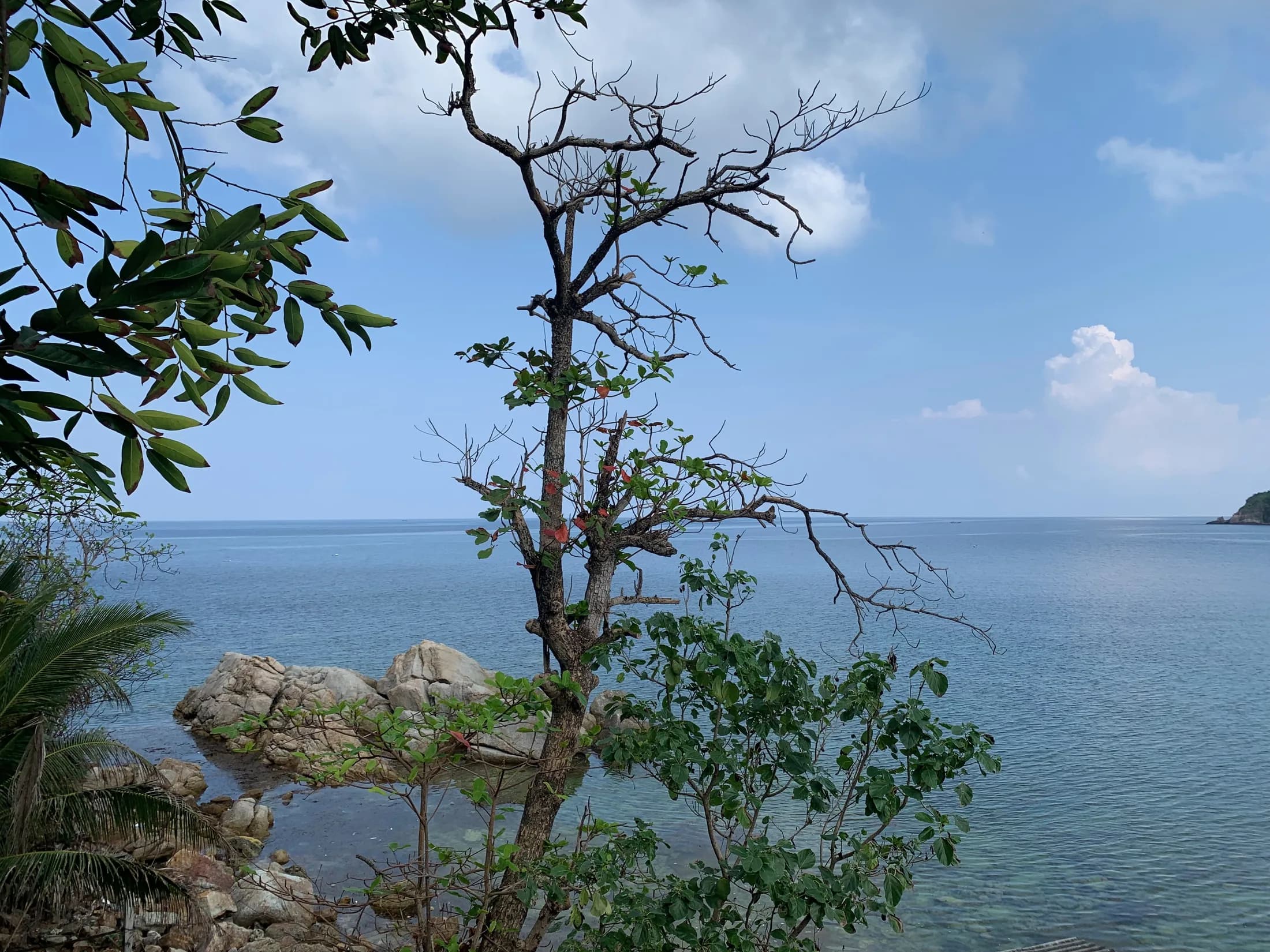 Framed sea view through trees from the Haad Salad land