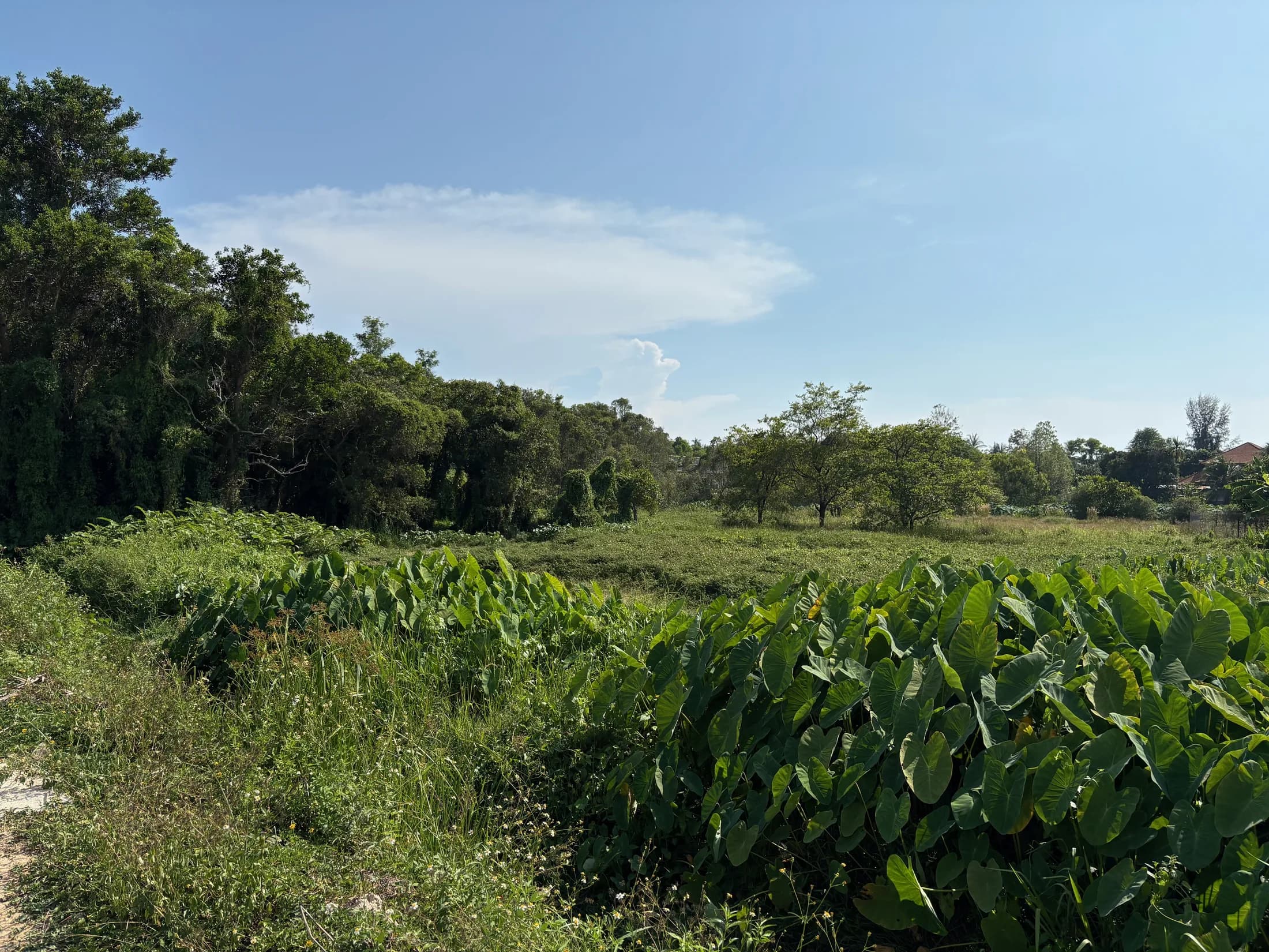 Open green Wok Tum development land under blue sky