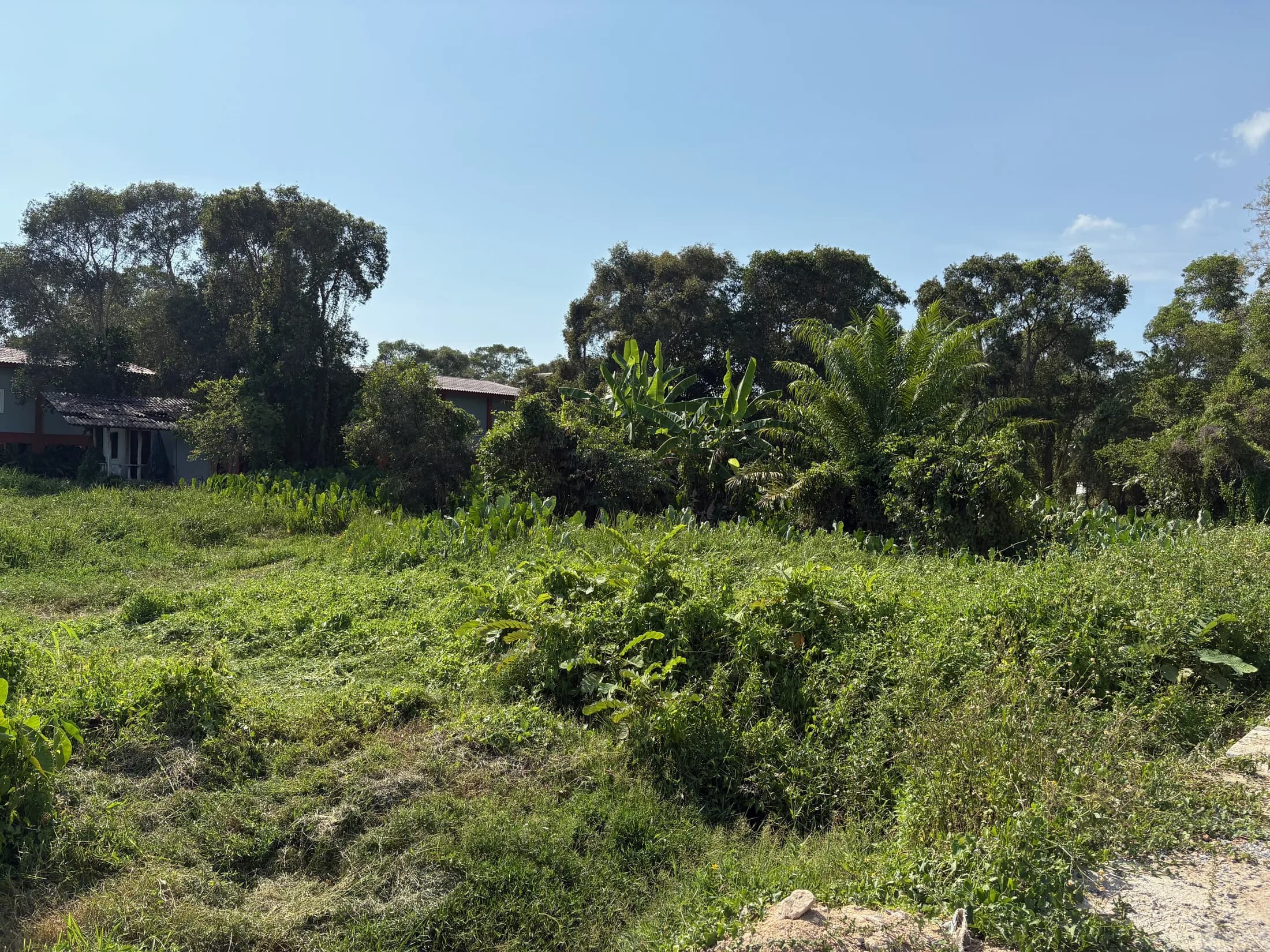Low tropical planting across the Wok Tum portfolio land