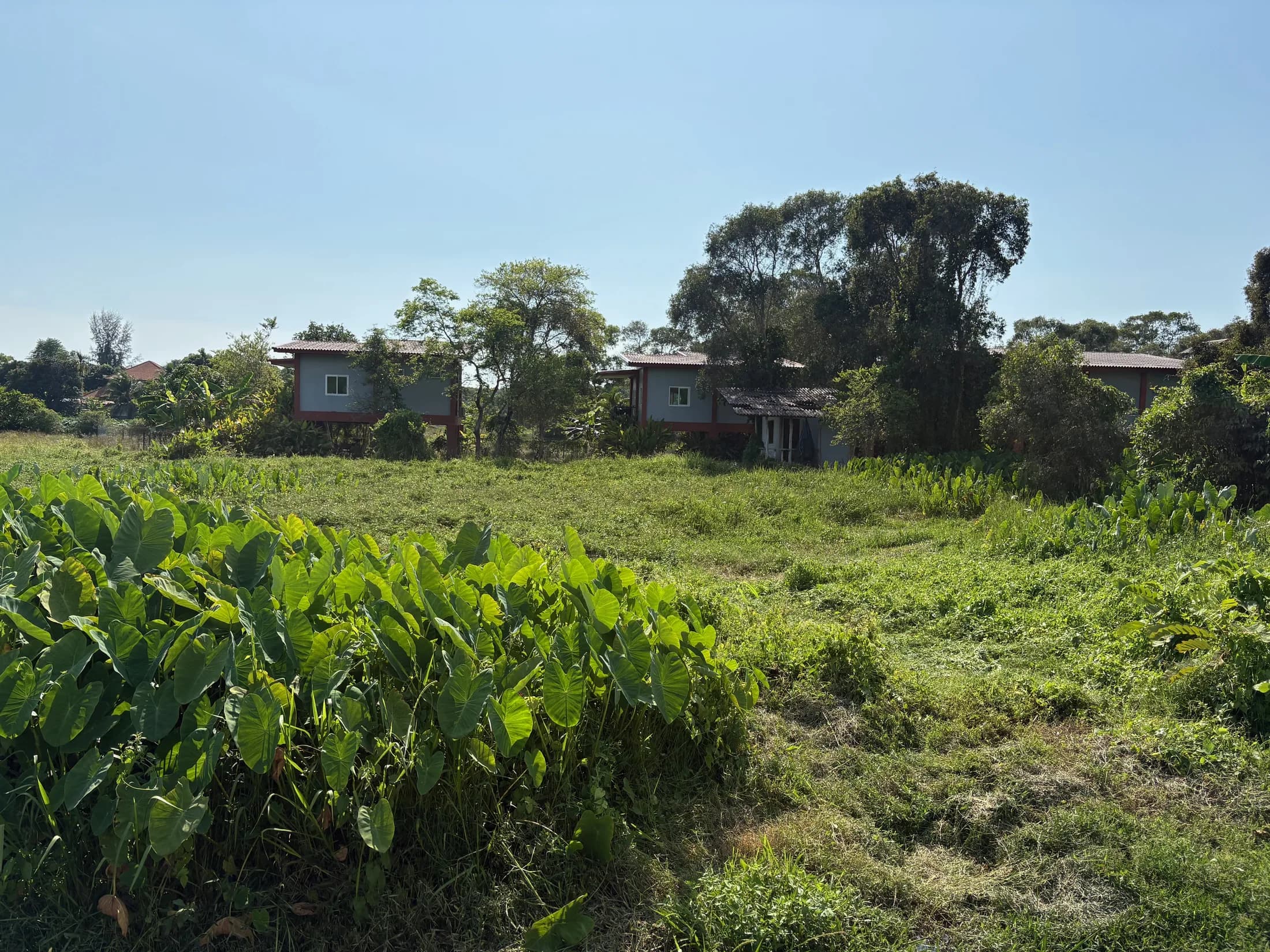 Wide view across the Wok Tum land toward nearby buildings