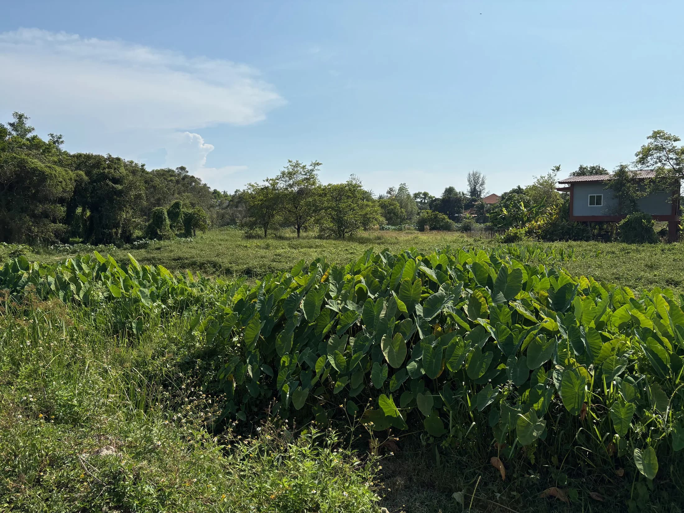 Green development land and distant buildings at Wok Tum