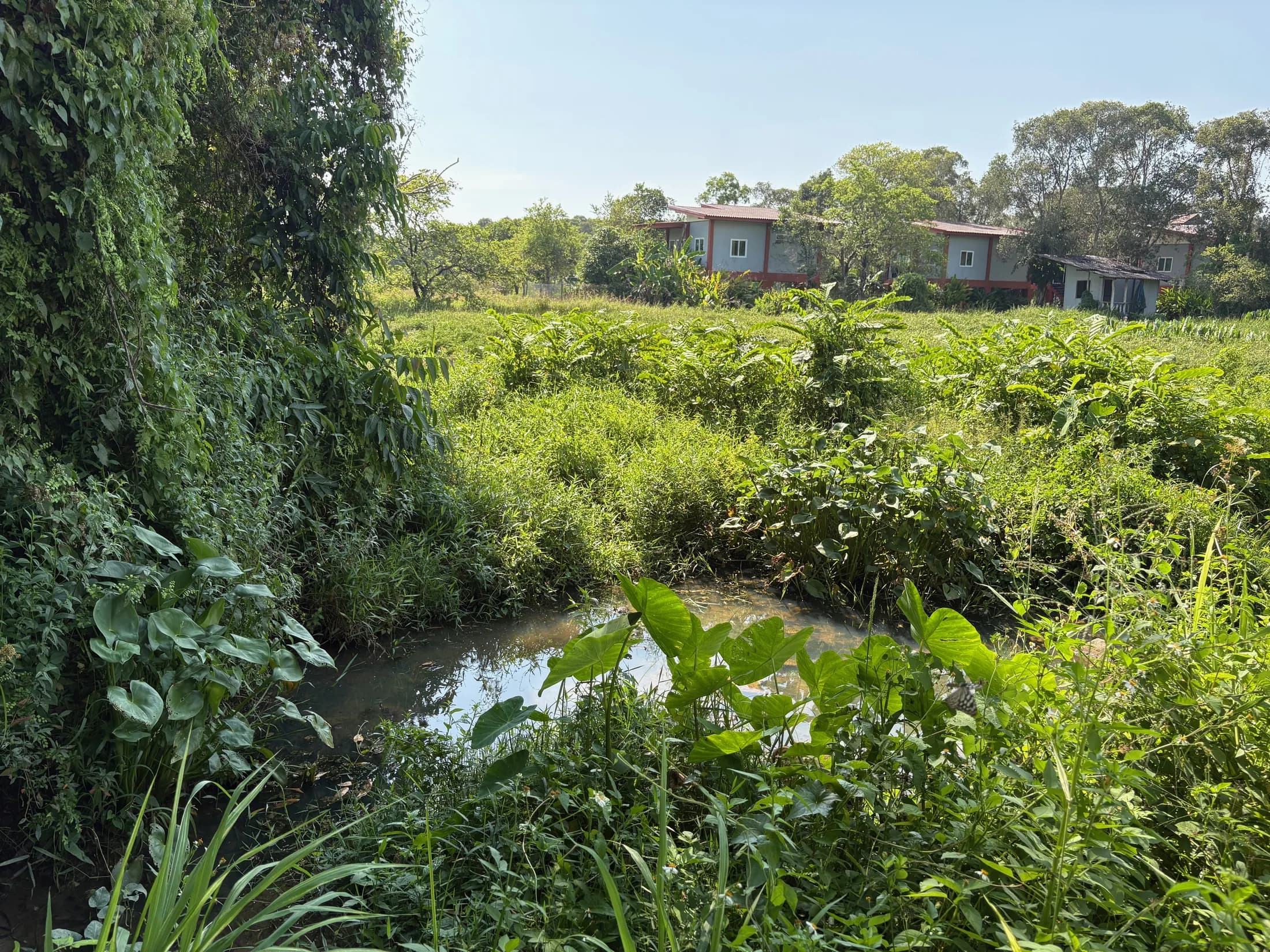 Seasonal watercourse through lush Wok Tum land