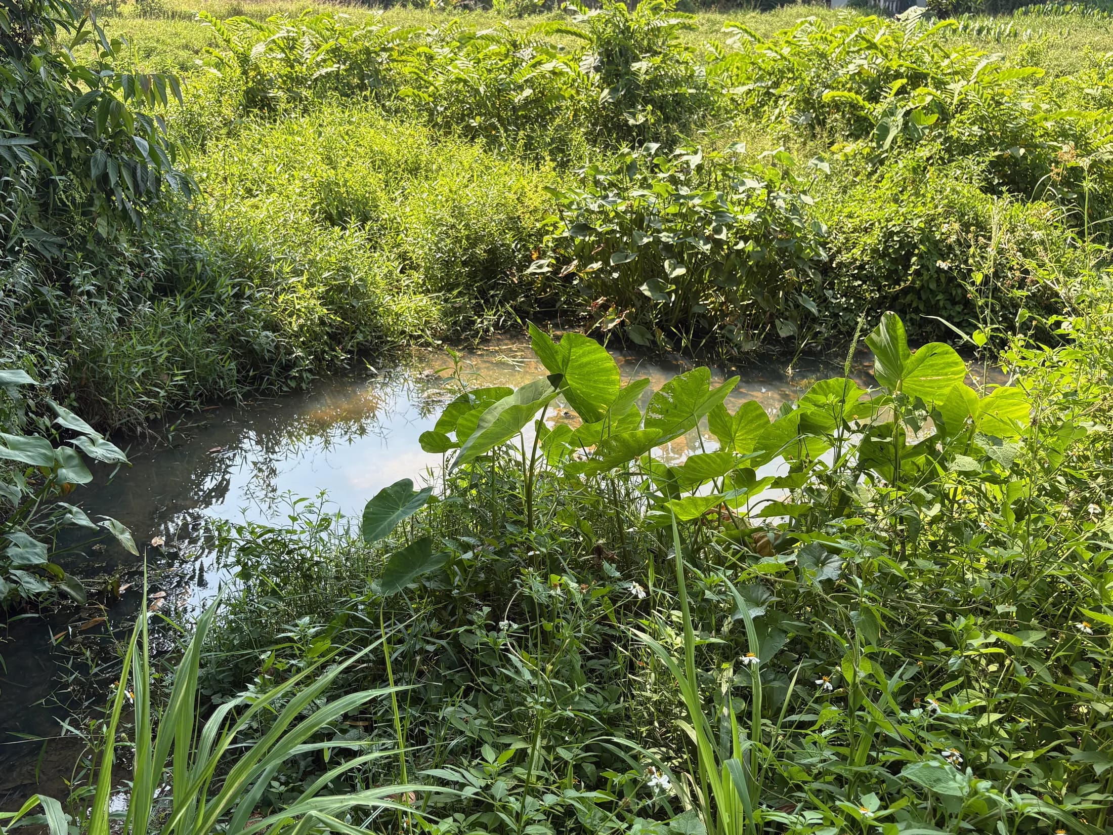 Reflective water and tropical planting at Wok Tum