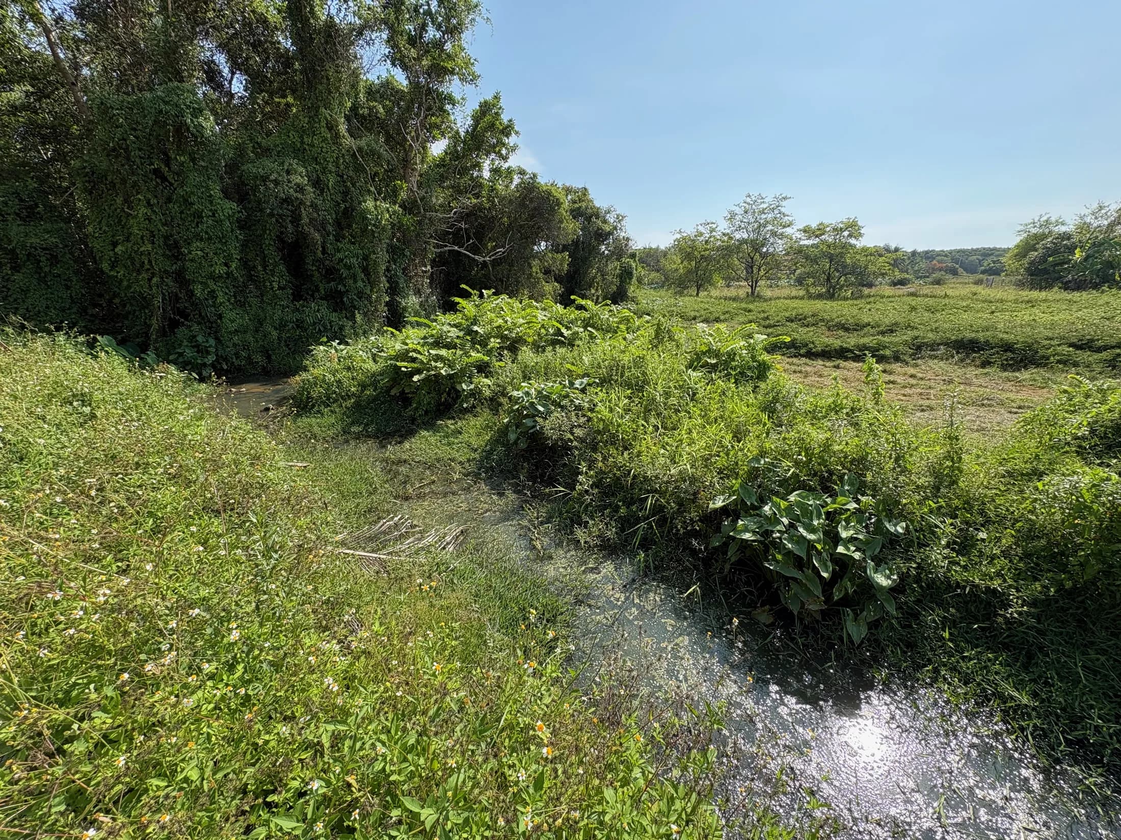 Long green channel with seasonal water at Wok Tum