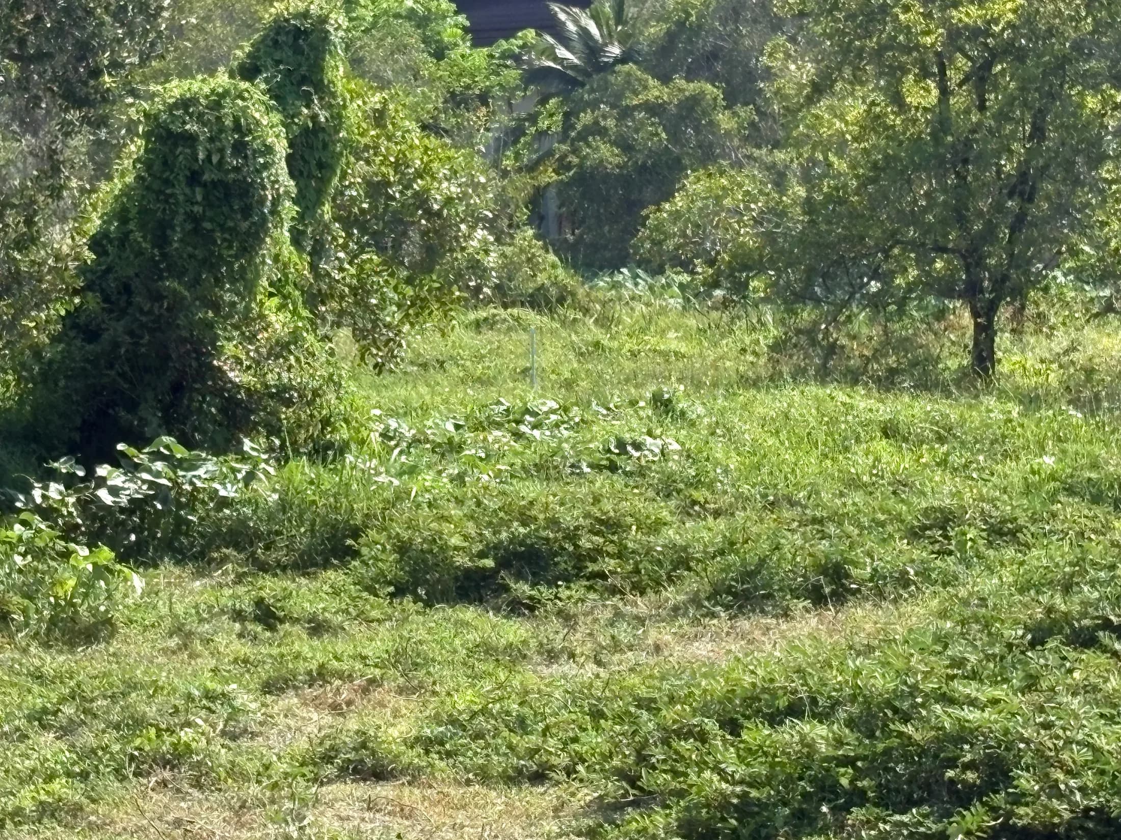 Shaded green area within the Wok Tum development portfolio
