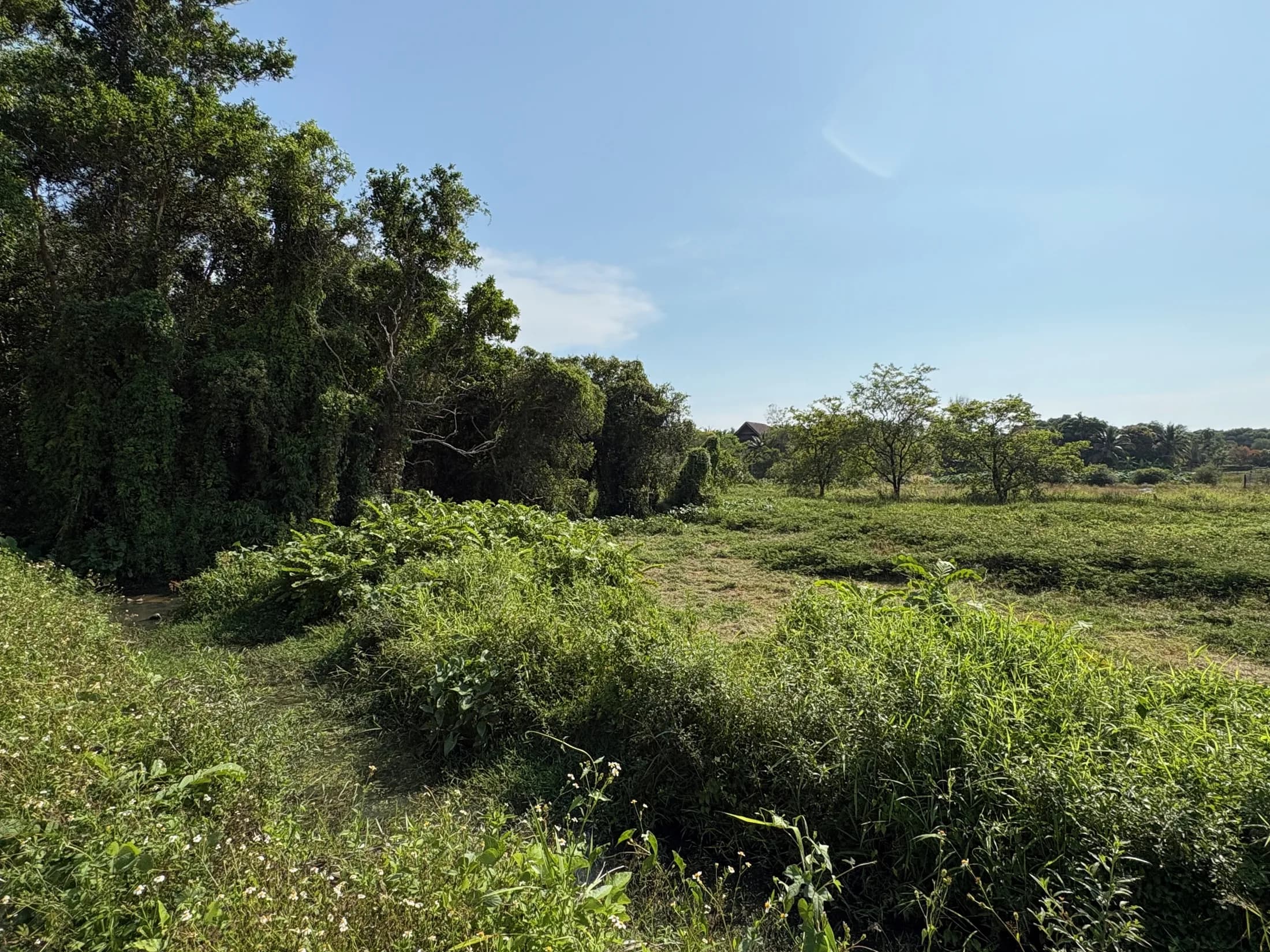 Open land and tree line at Wok Tum