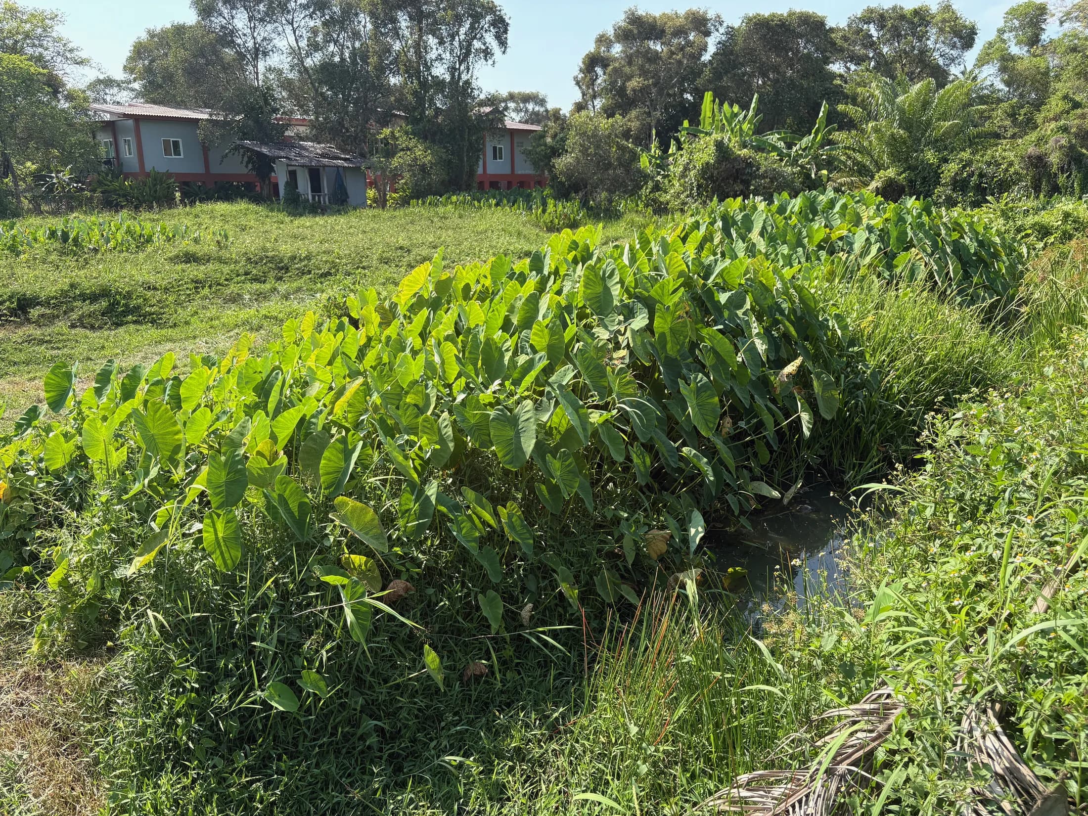 Seasonal water beside tropical planting in Wok Tum