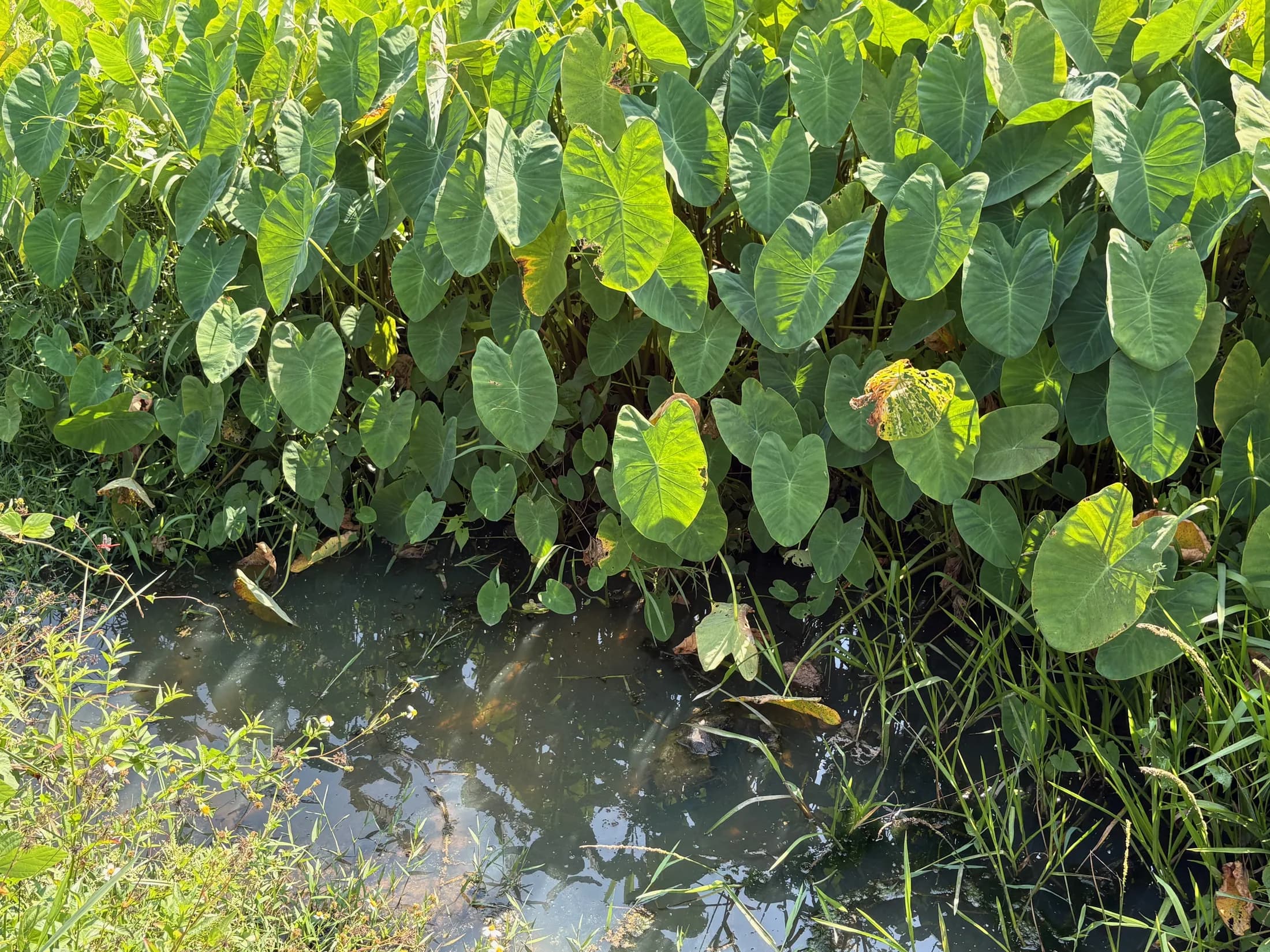 Close-up of water plants in the Wok Tum seasonal lagoon landscape