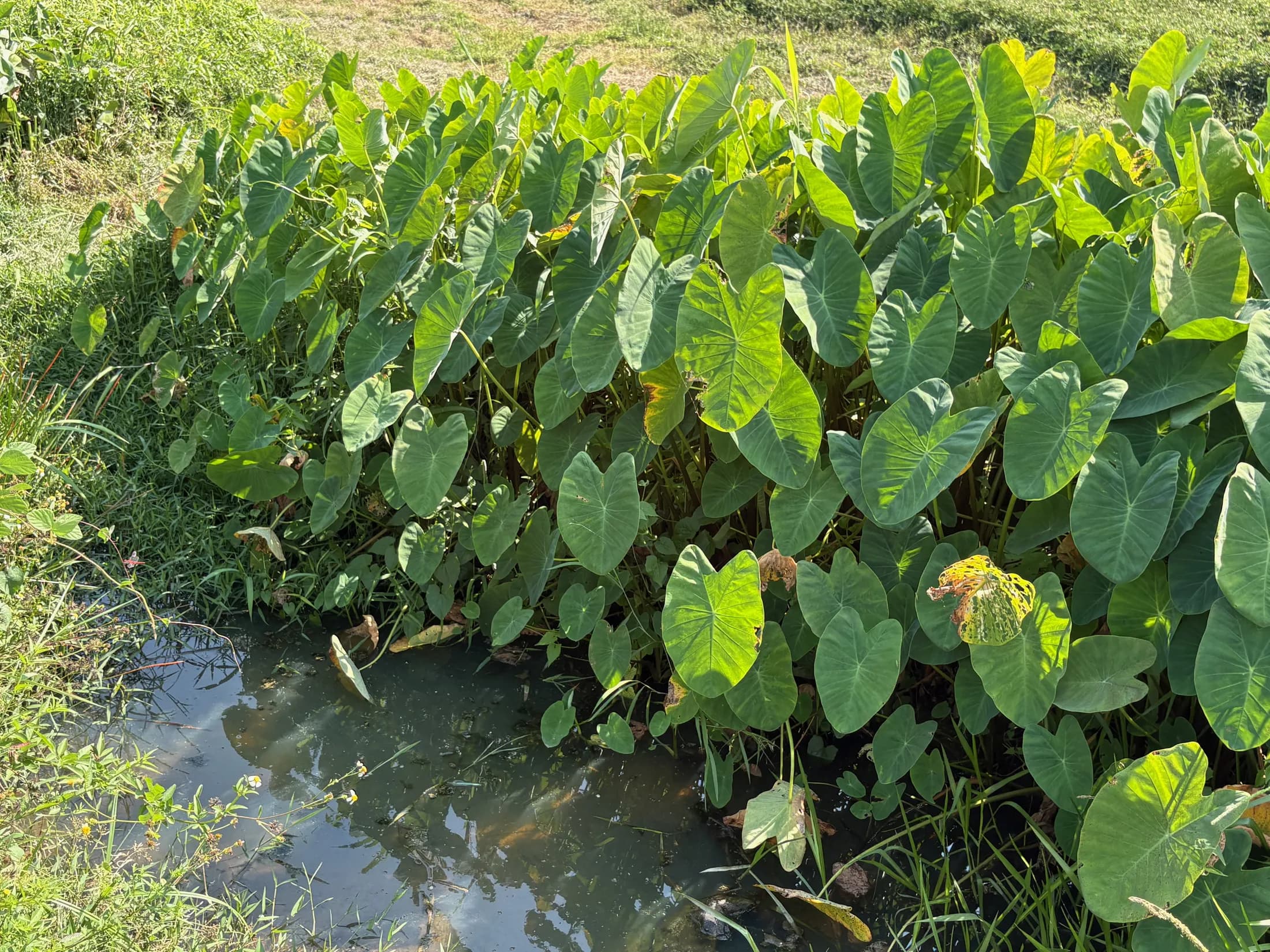 Dense green planting and water at the Wok Tum land