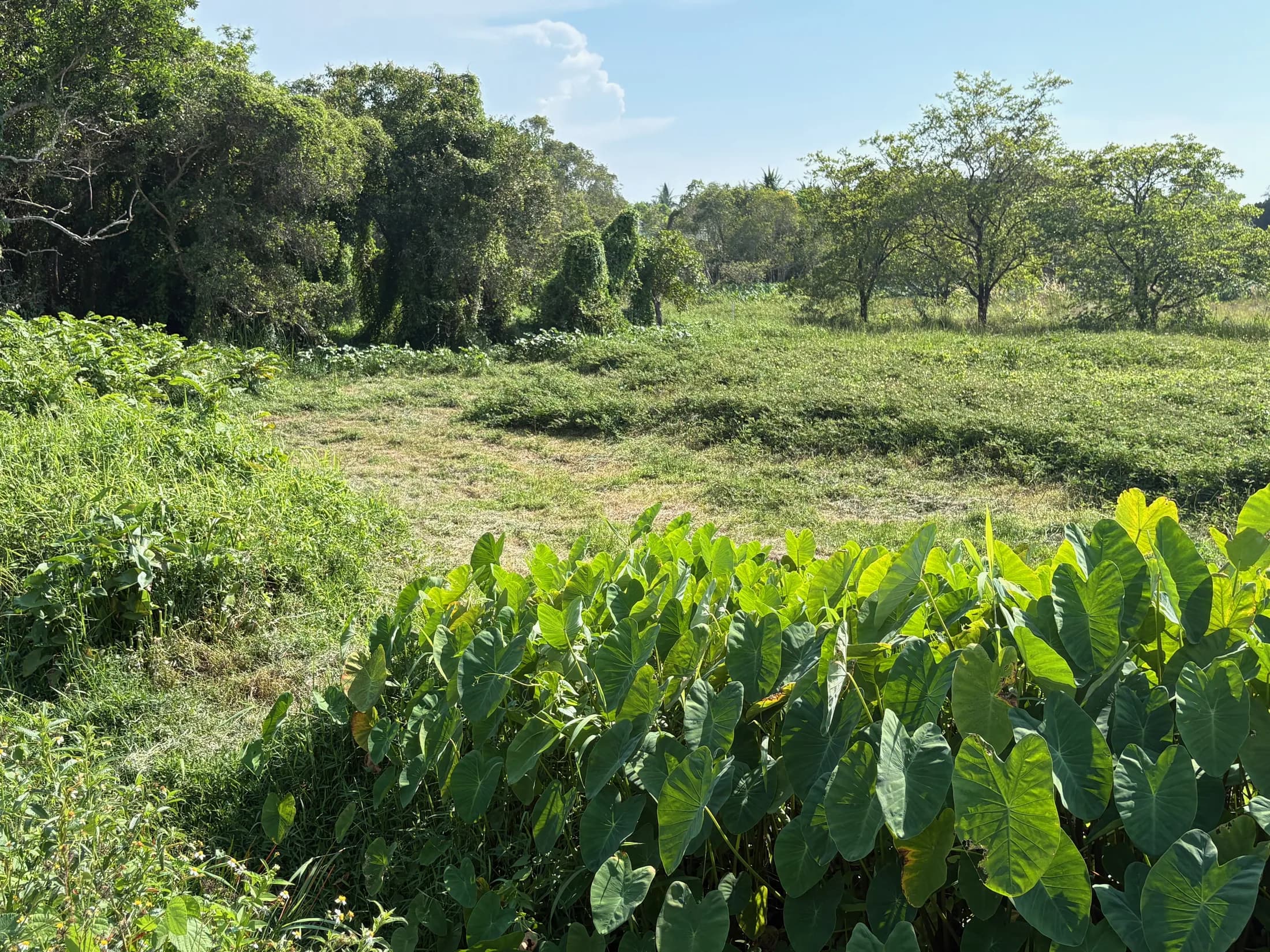 Open Wok Tum land with water plants and tree line