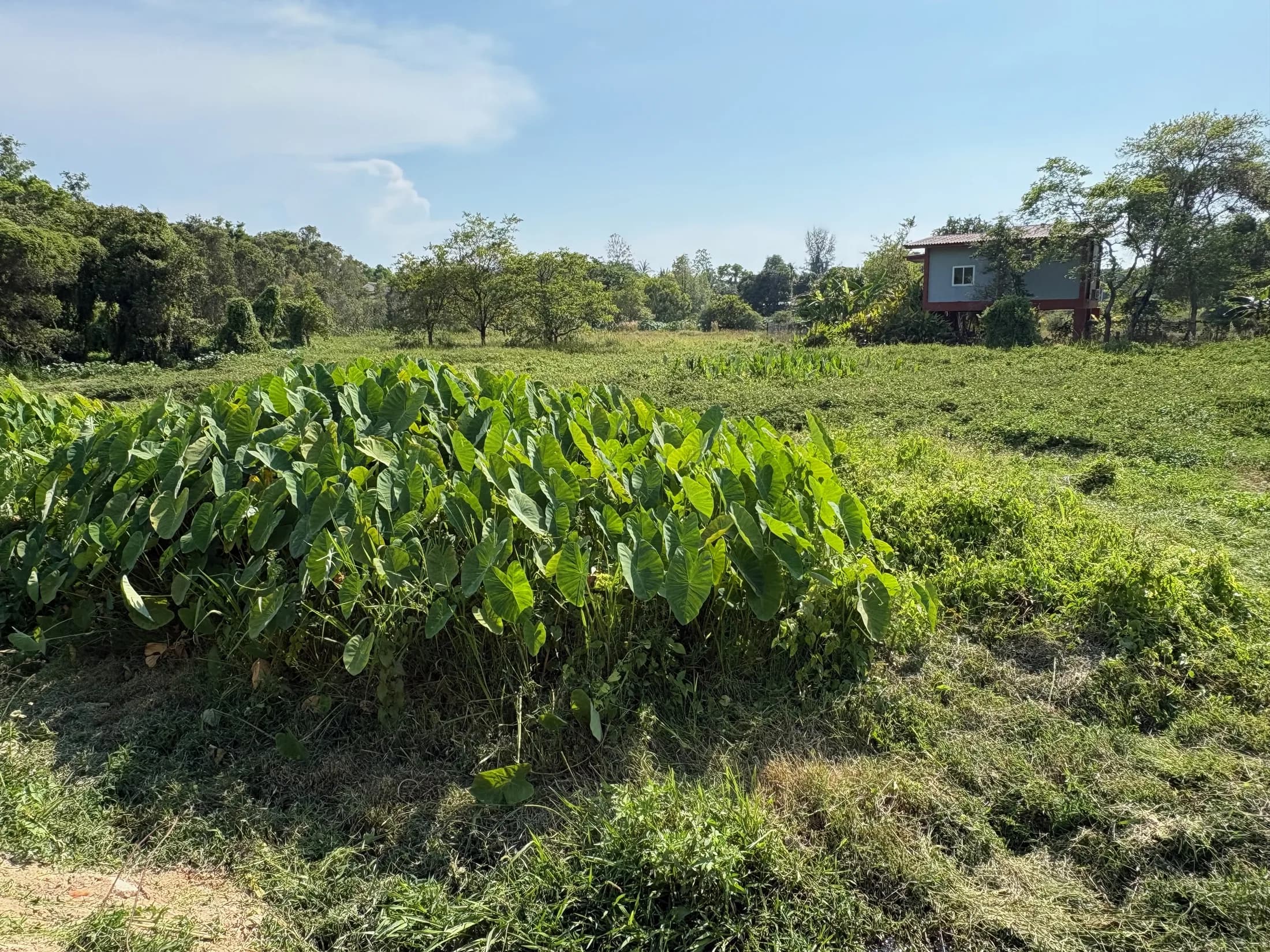 Wok Tum land with broad sky and low tropical planting