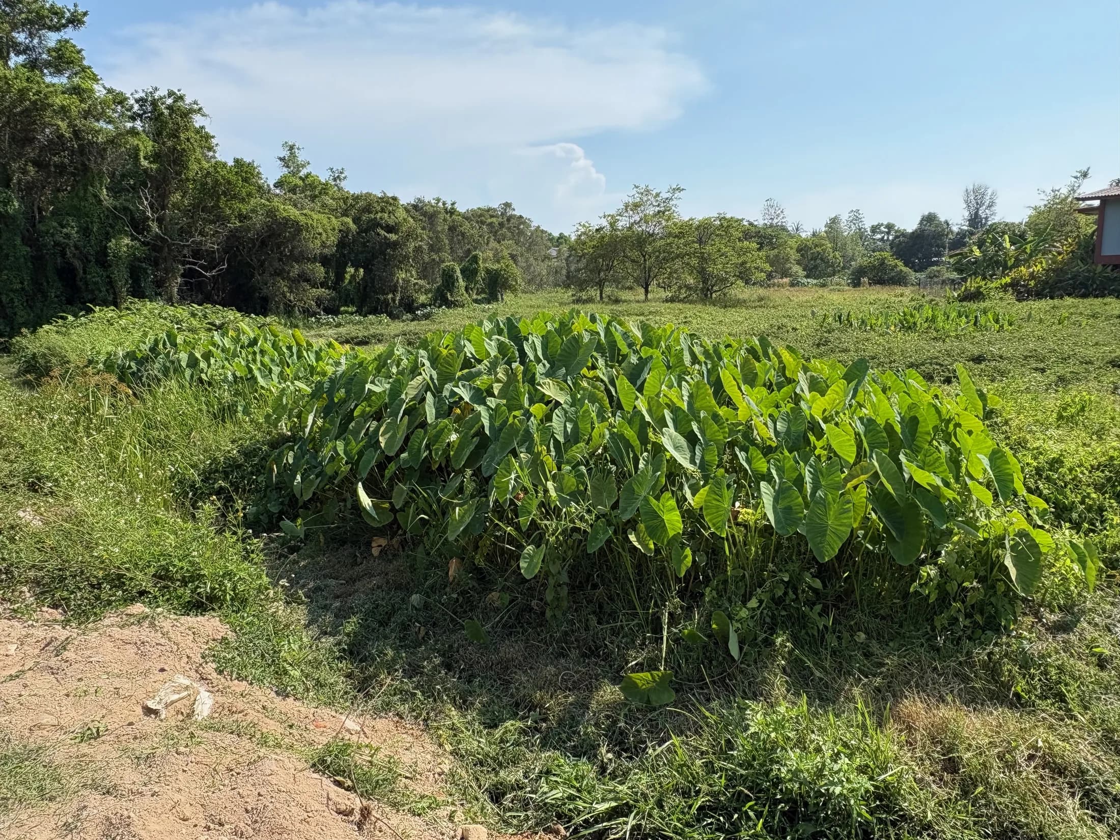 Path and green planting across Wok Tum development land