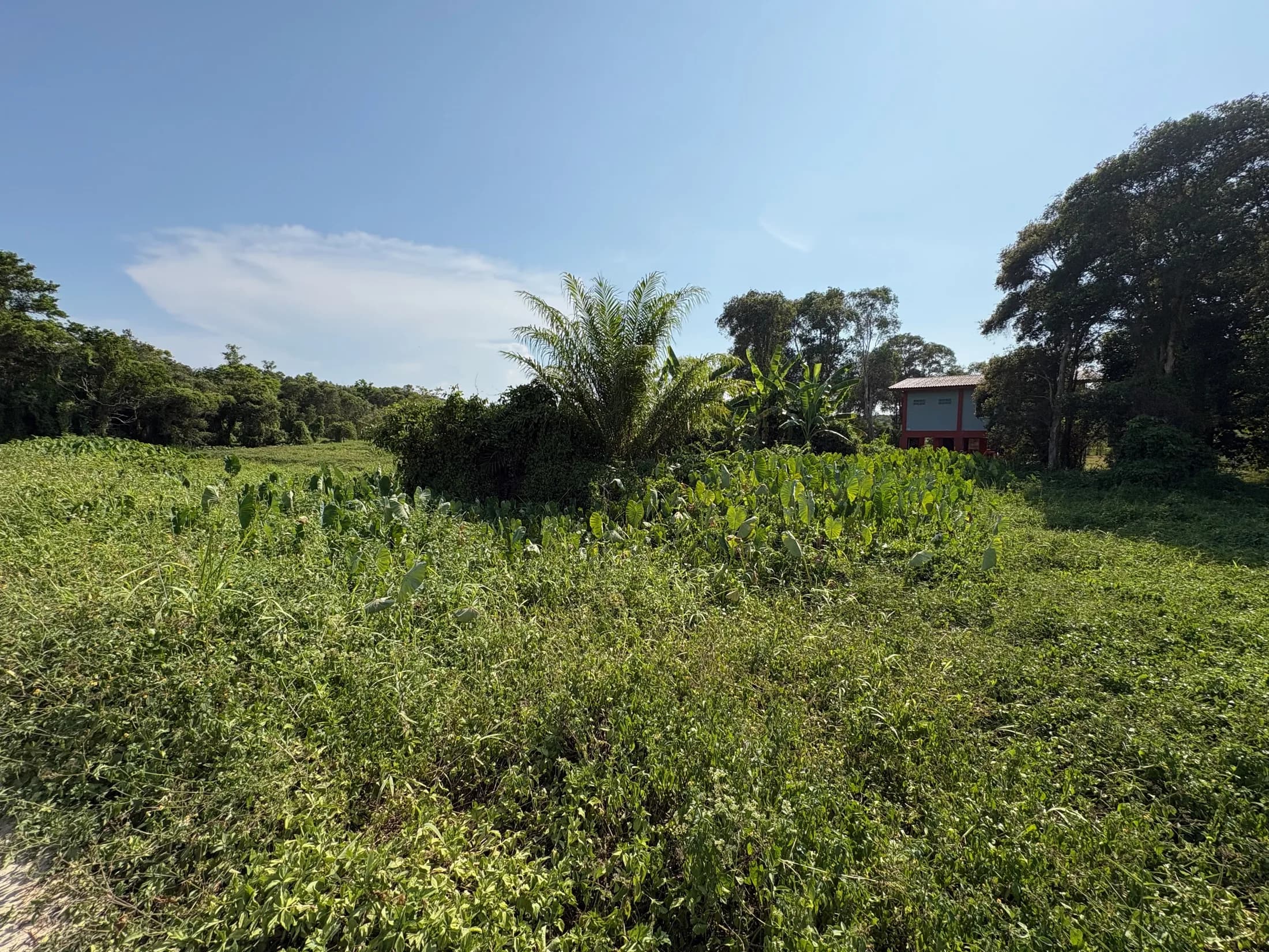 Sunny Wok Tum development landscape with low vegetation