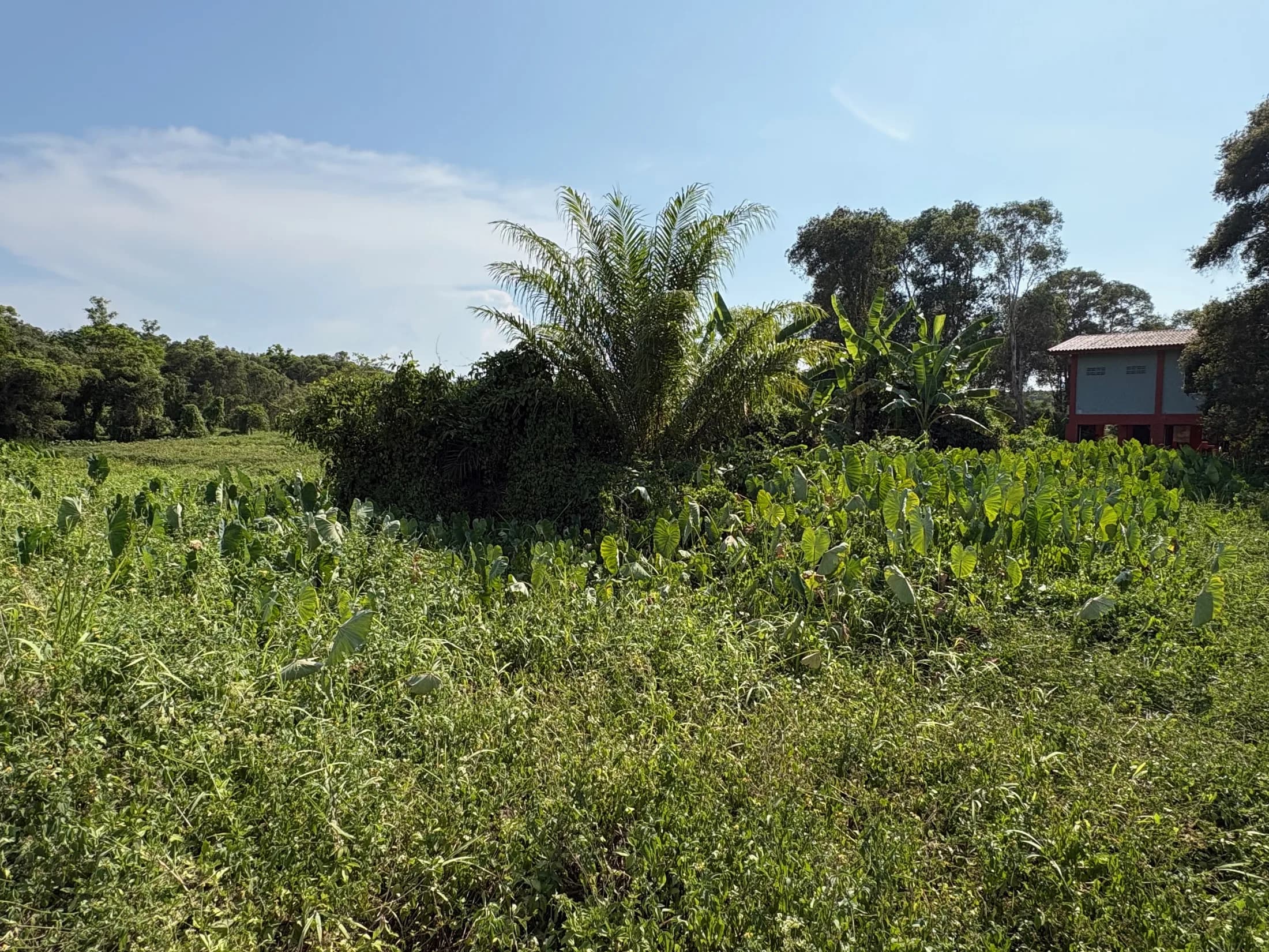 Palm and open vegetation at Wok Tum