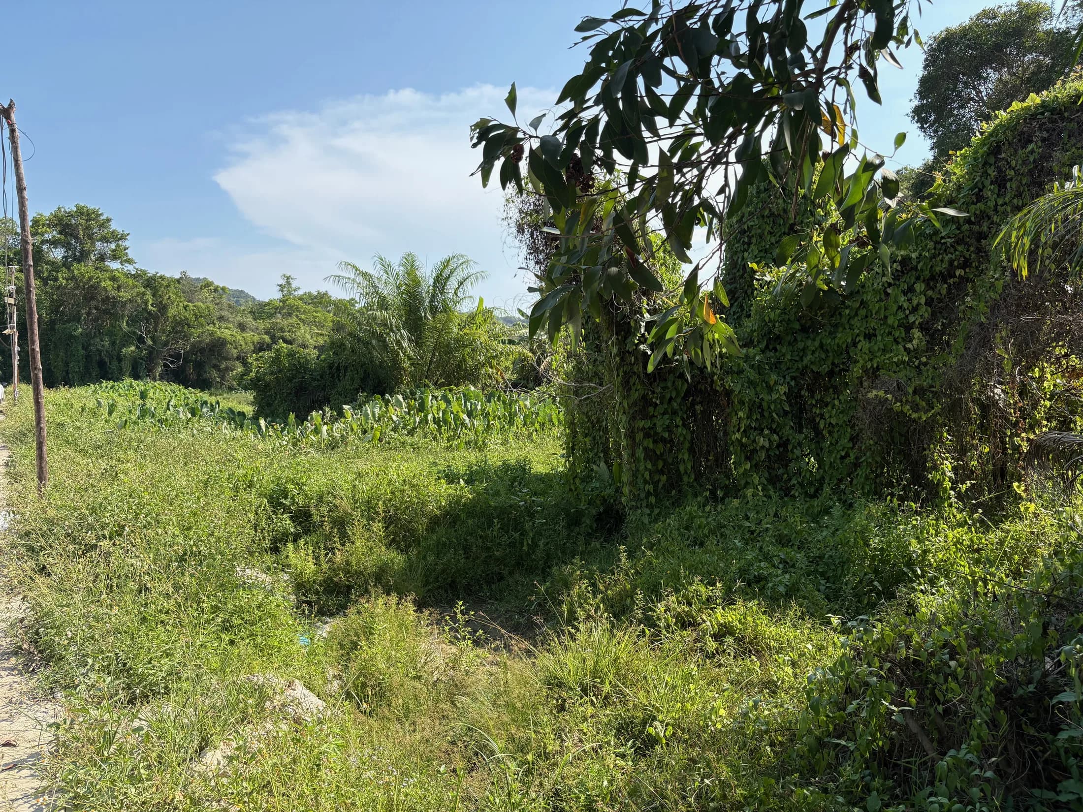 Wok Tum green landscape with trees and seasonal water area