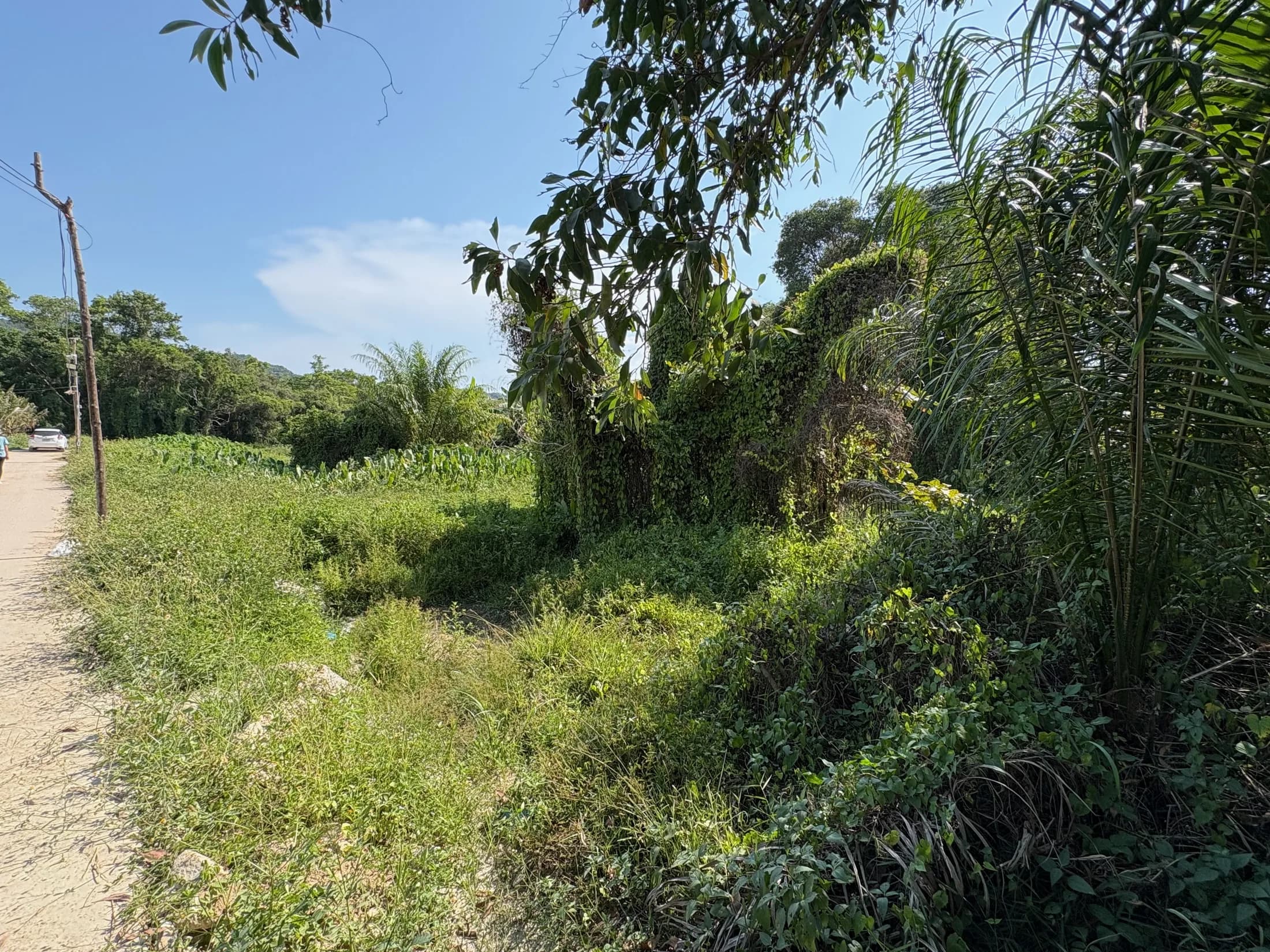 Access lane and vegetation beside the Wok Tum plots